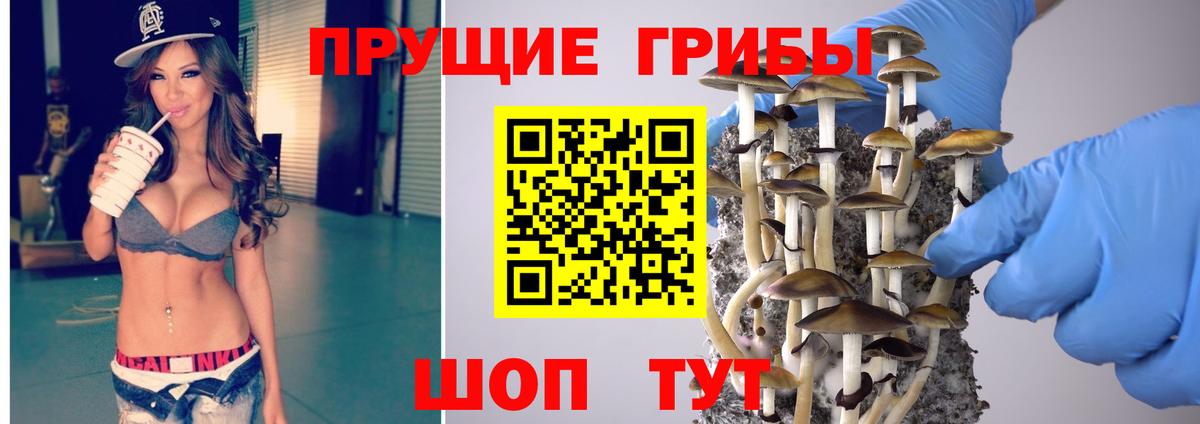 Камышлов  Псилоцибиновые грибы Cubensis  Вход с VPN 